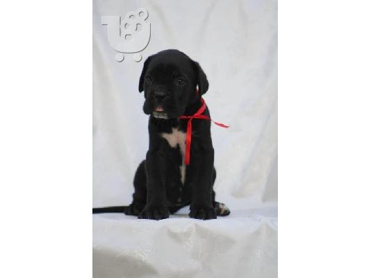 Cane Corso